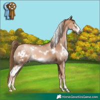 Horse Color:White Spotted Liver Chestnut Pearl Frame Rabicano 