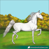 Horse Color:Gray Gold Cream Champagne Roan Pearl Dun Tobiano Varnish Rabicano 