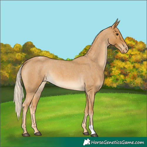 Horse Color:Palomino Roan Appaloosa