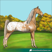Horse Color:Palomino Appaloosa