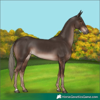 Horse Color:Liver Chestnut Mushroom 