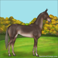 Horse Color:Liver Chestnut Mushroom 