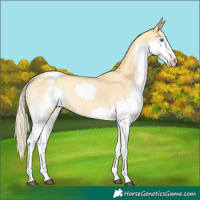 Horse Color:Palomino Roan Dun Splash Varnish Rabicano