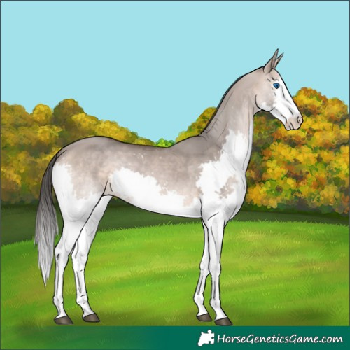 Horse Color:Bay Dun Mushroom Splash Rabicano