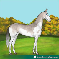Horse Color:Bay Dun Mushroom Splash Rabicano