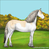Horse Color:Palomino Roan Dun Splash Appaloosa 