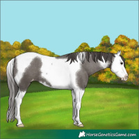 Horse Color:Smoky Grullo Splash Tobiano Varnish 