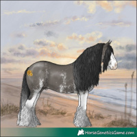 Horse Color:White Spotted Grullo Splash 