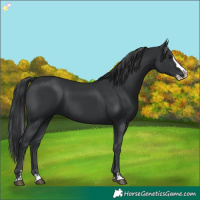 Horse Color:Black Splash 