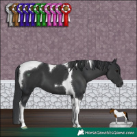 Horse Color:Black Tobiano 