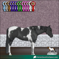 Horse Color:Black Tobiano 