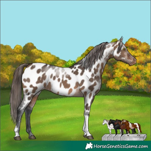 Horse Color:Brown Dun Tobiano Appaloosa Rabicano 