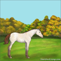 Horse Color:White Spotted Amber Champagne Dun Blanket Rabicano 