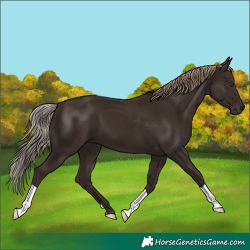 Horse Color:Liver Chestnut 