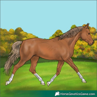Horse Color:Chestnut 