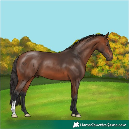 Horse Color:Bay 