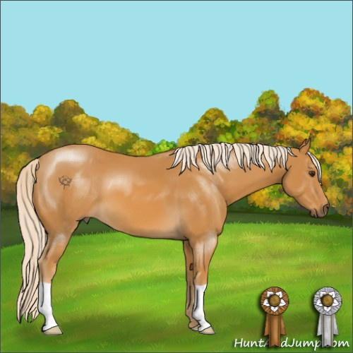 Horse Color:Palomino 