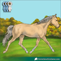 Horse Color:Palomino