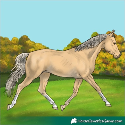 Horse Color:Palomino