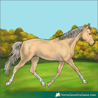 Horse Color:Palomino 