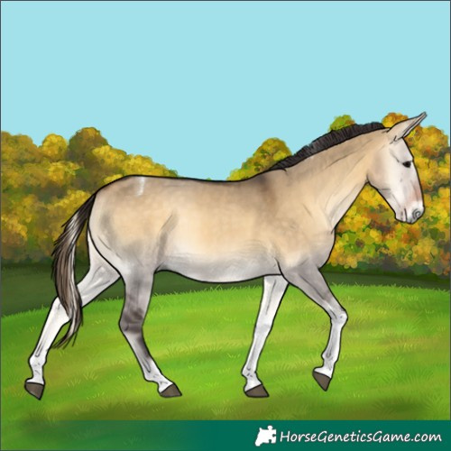 Horse Color:Buckskin Onyx Tobiano