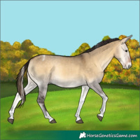 Horse Color:Buckskin Onyx Tobiano 