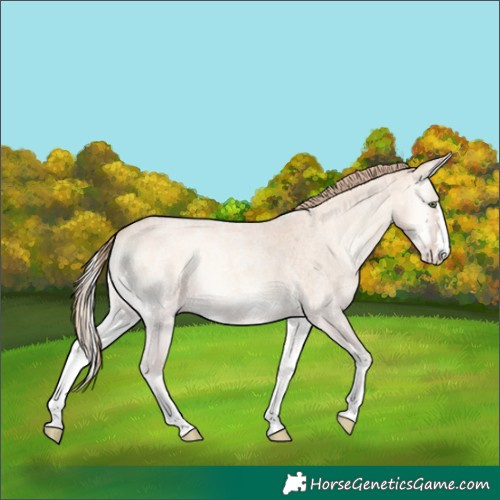 Horse Color:Perlino Roan Onyx 