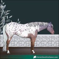 Horse Color:Silver Bay Dun Near Leopard Rabicano 