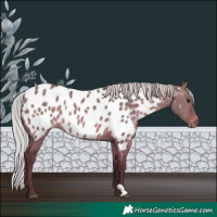 Horse Color:Silver Brown Dun Appaloosa Rabicano 