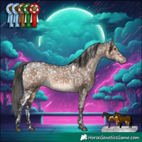 Horse Color:White Spotted Brown Dun Appaloosa Rabicano 