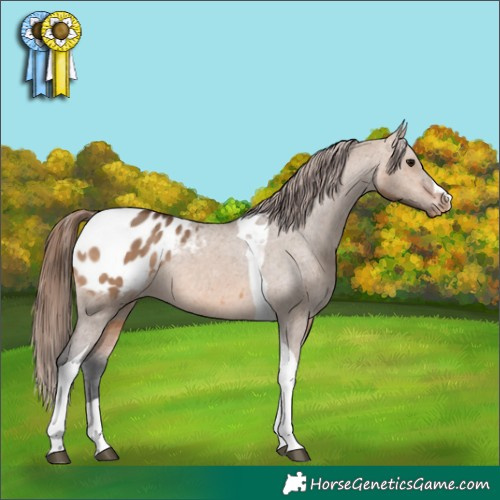 Horse Color:Bay Dun Tobiano Appaloosa Rabicano