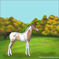 Horse Color:Bay Dun Tobiano Blanket Rabicano 