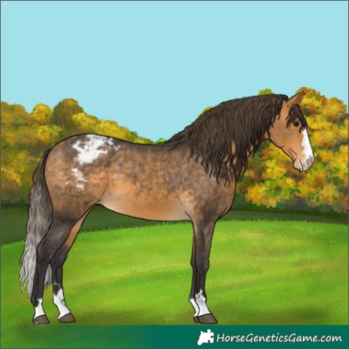 Horse Color:Buckskin Appaloosa 