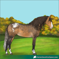 Horse Color:Buckskin Appaloosa