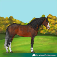 Horse Color:Brown Appaloosa 