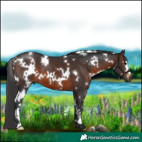 Horse Color:White Spotted Brown