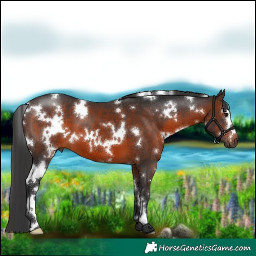 Horse Color:White Spotted Brown