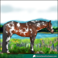 Horse Color:White Spotted Brown 