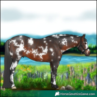 Horse Color:White Spotted Brown