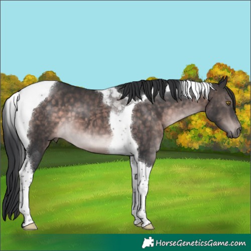 Horse Color:Platinum Brown Tobiano 