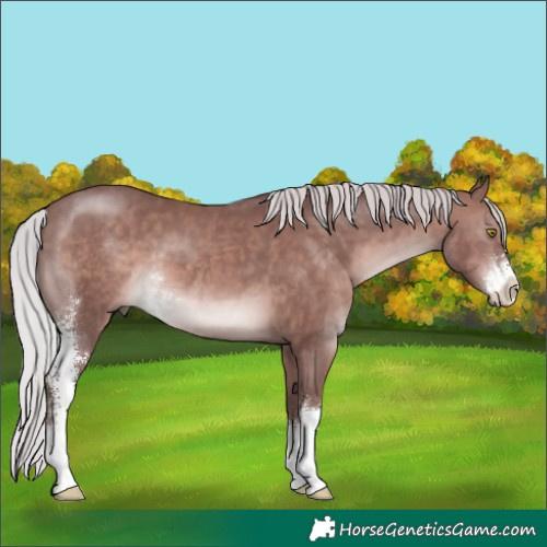 Horse Color:Platinum Chocolate Silver Brown Sabino 