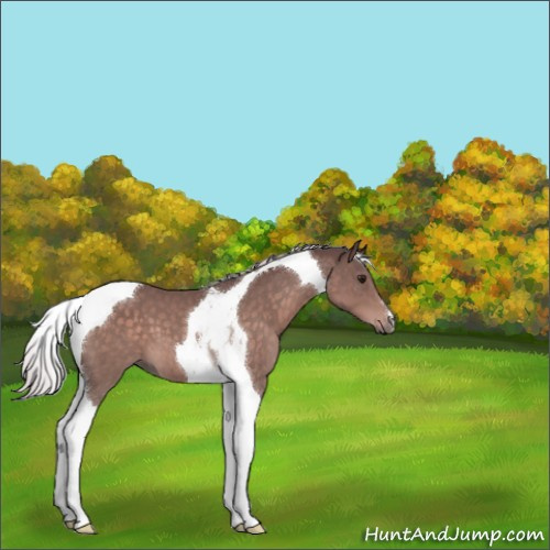 Horse Color:Platinum Chocolate Silver Bay Tobiano 