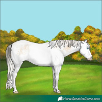 Horse Color:White Spotted Silver Buckskin Pearl Dun 