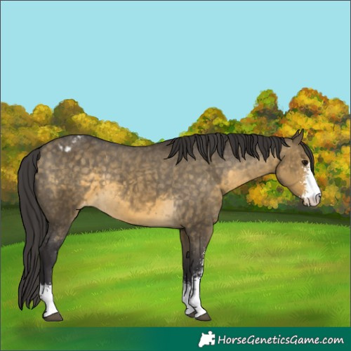 Horse Color:Buckskin Dun Sabino Appaloosa