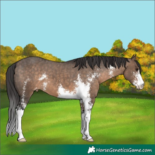 Horse Color:Brown Dun Sabino Appaloosa 