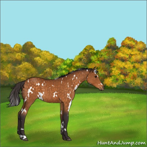Horse Color:White Spotted Buckskin 