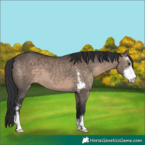 Horse Color:Brown Dun Sabino