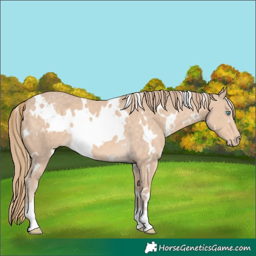 Horse Color:White Spotted Perlino 