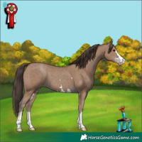 Horse Color:Classic Champagne 