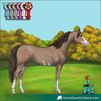 Horse Color:Classic Champagne
